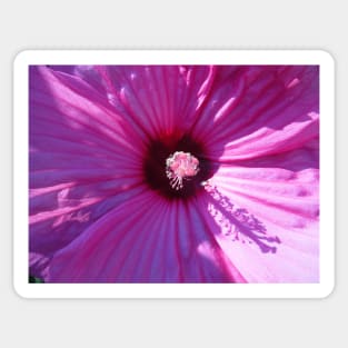 Purple Hibiscus Sticker